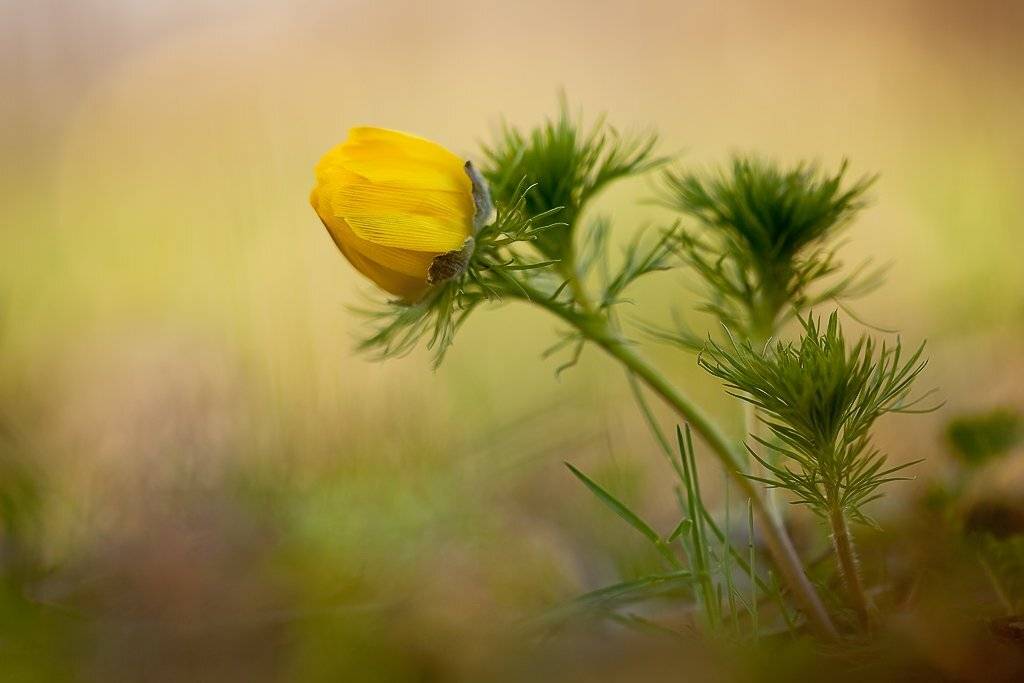горицвет, адонис, Юлия