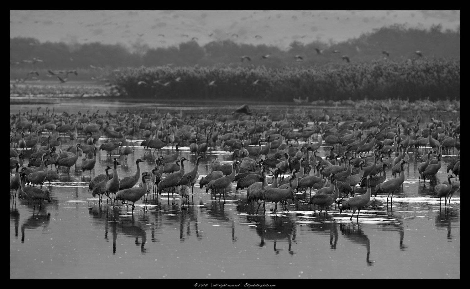 серый, журавль, grus, grus, ахула, израиль, перелетные, птицы, Elizabeth Etkind