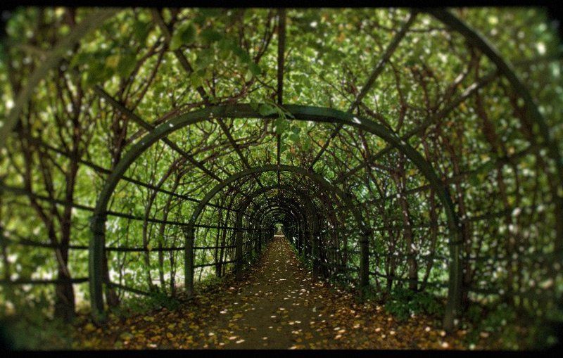 по следам Алисы.. фото превью