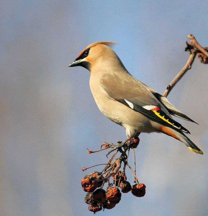 свиристель, природа, Дмитрий Алексеев