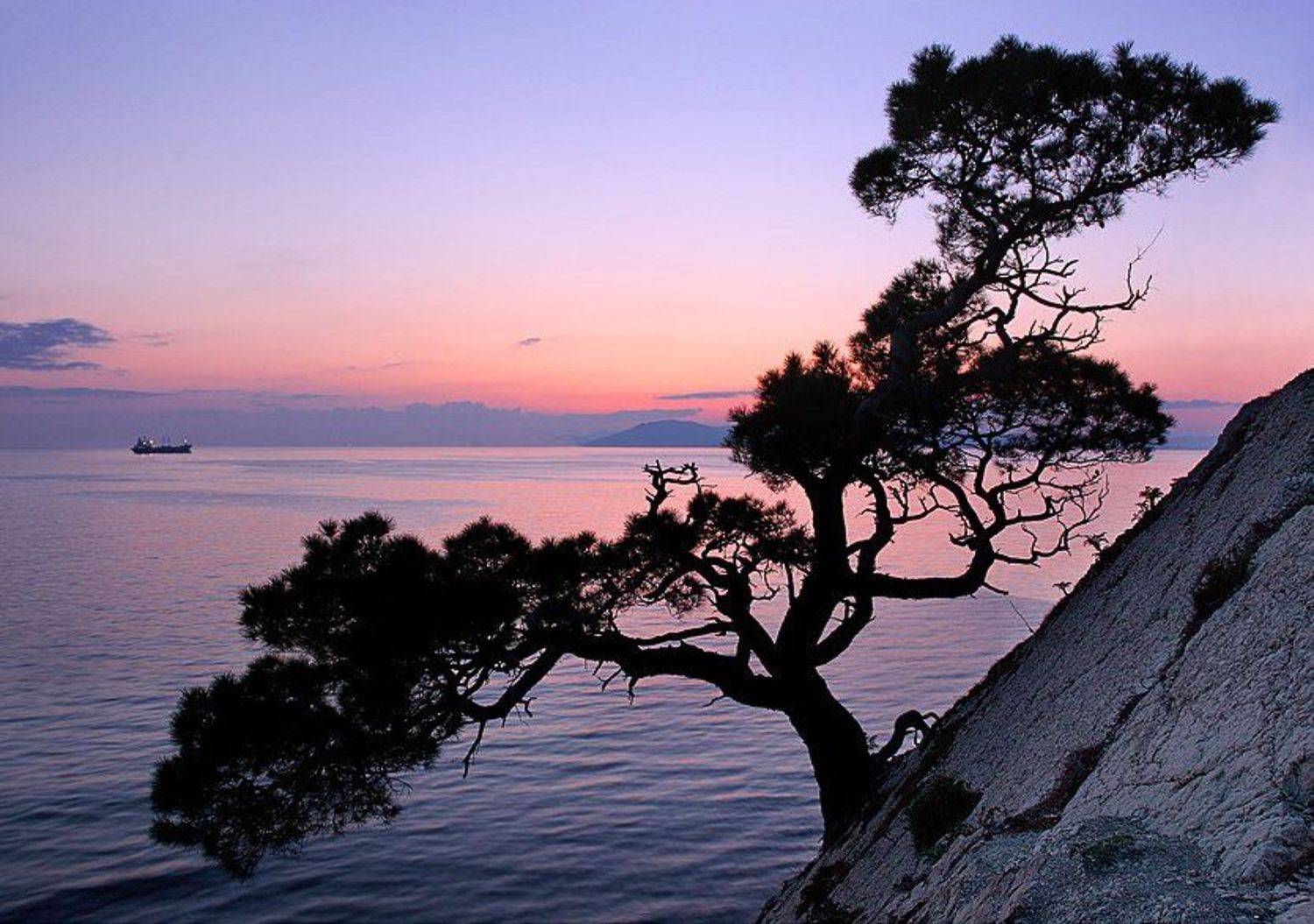 , А.П.Кактус