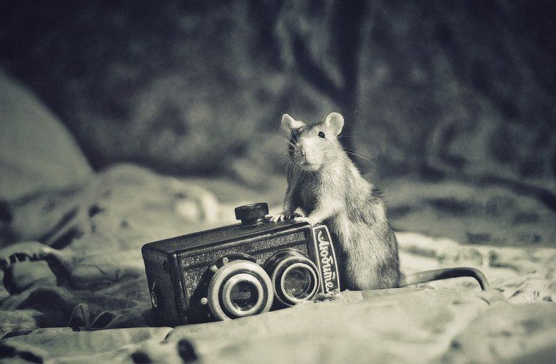 lubitel and rat фото превью