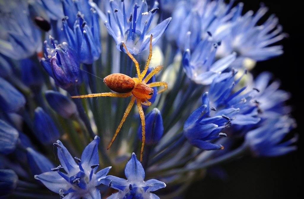 паук, макро, Сергей Харитон
