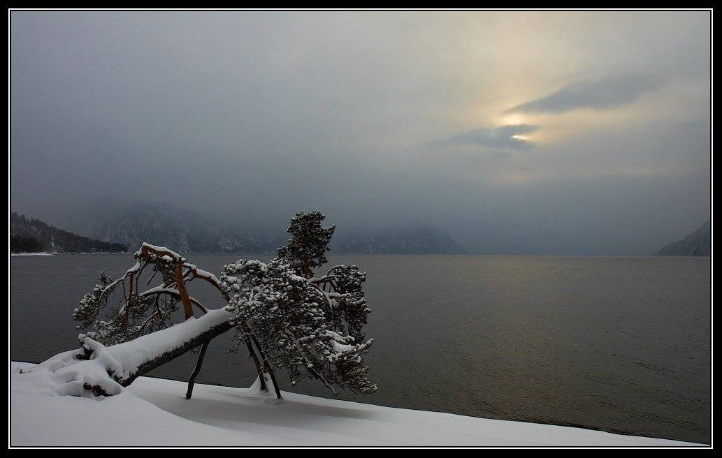 алтай, телецкое, озеро, пьяная, сосна, Юрий Фролов