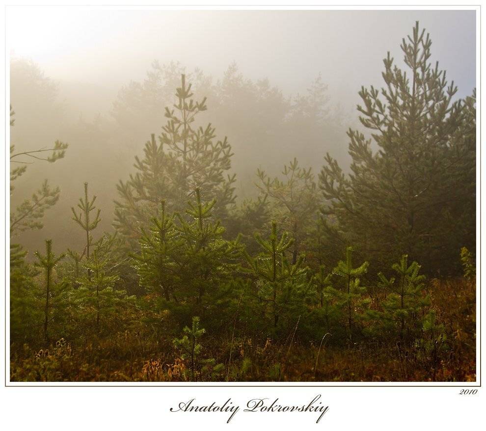 сосны, утро, туман, Анатолий Покровский