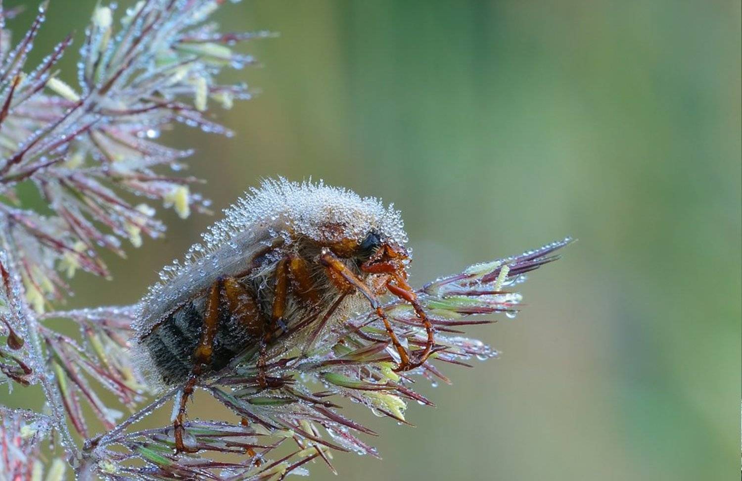 жук, роса, Геннадий