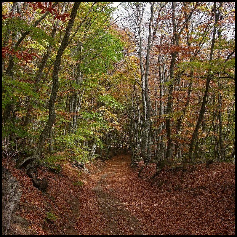 Погуляем по Крымскому лесу? фото превью