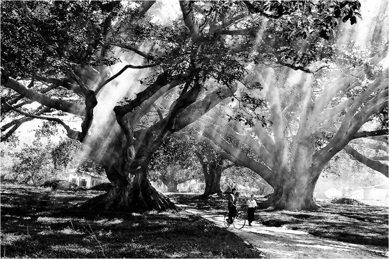 мьянма,пиндая,фикус Игры света... фото превью