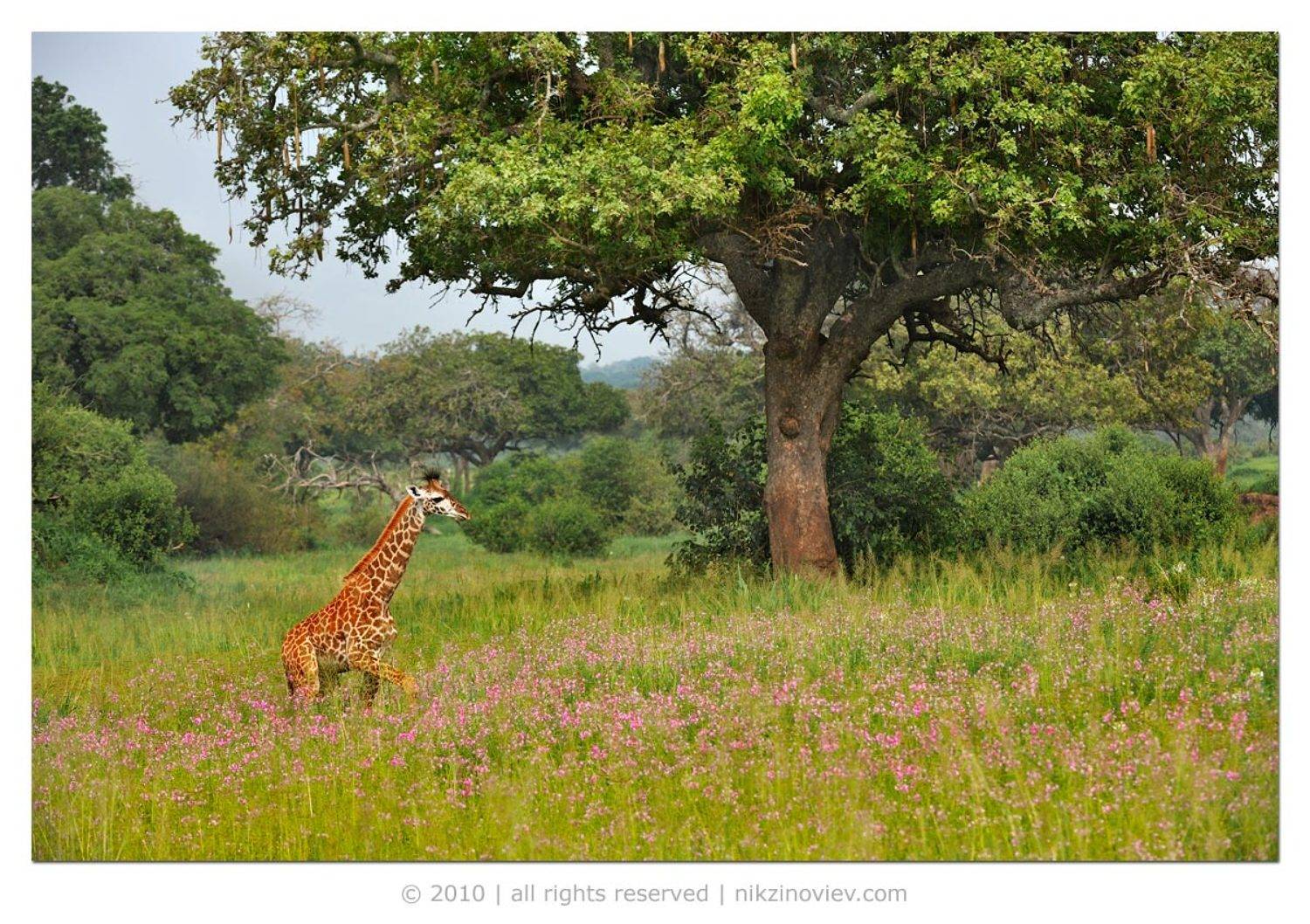 дикая природа, жираф, николай зиновьев, африка, танзания, Николай Зиновьев