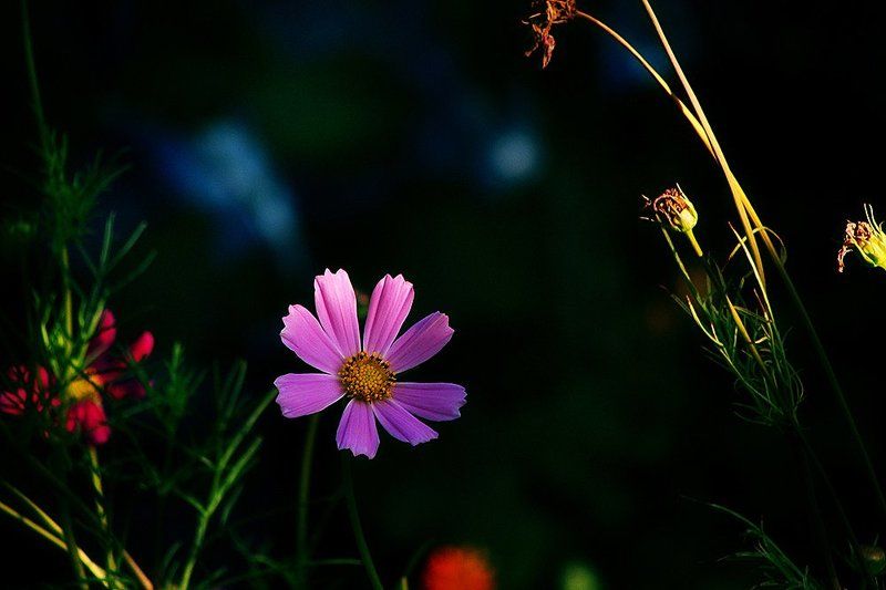Spots фото превью
