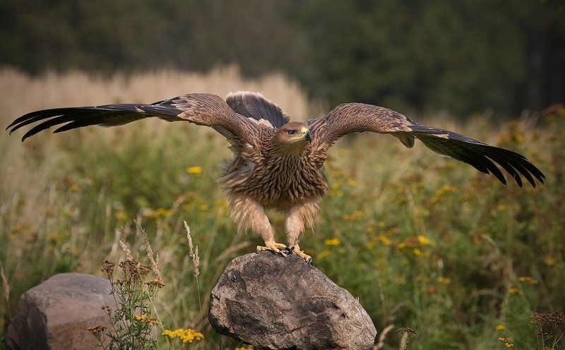 Ми какаем.... фото превью