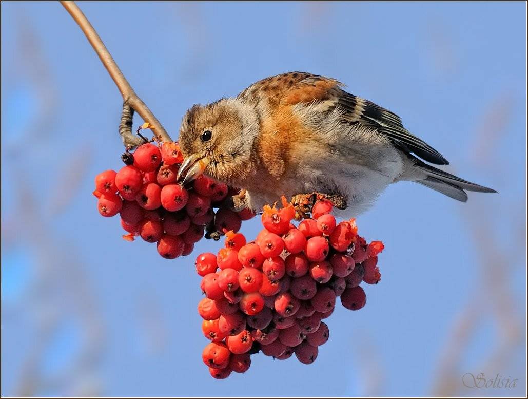 птицы, природа, вьюрок, юрок, зима, Солисия