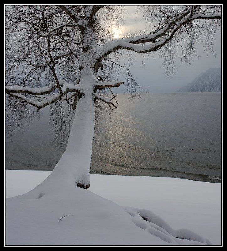 алтай, телецкое, озеро Про веточку. фото превью