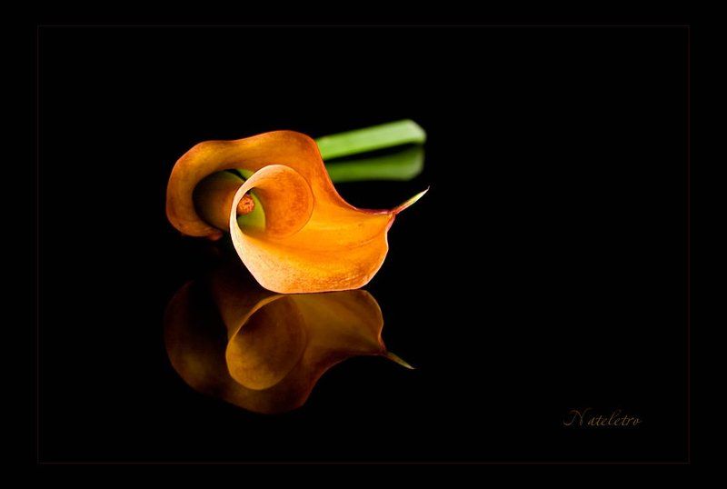 Три цвета... Рыжий фото превью