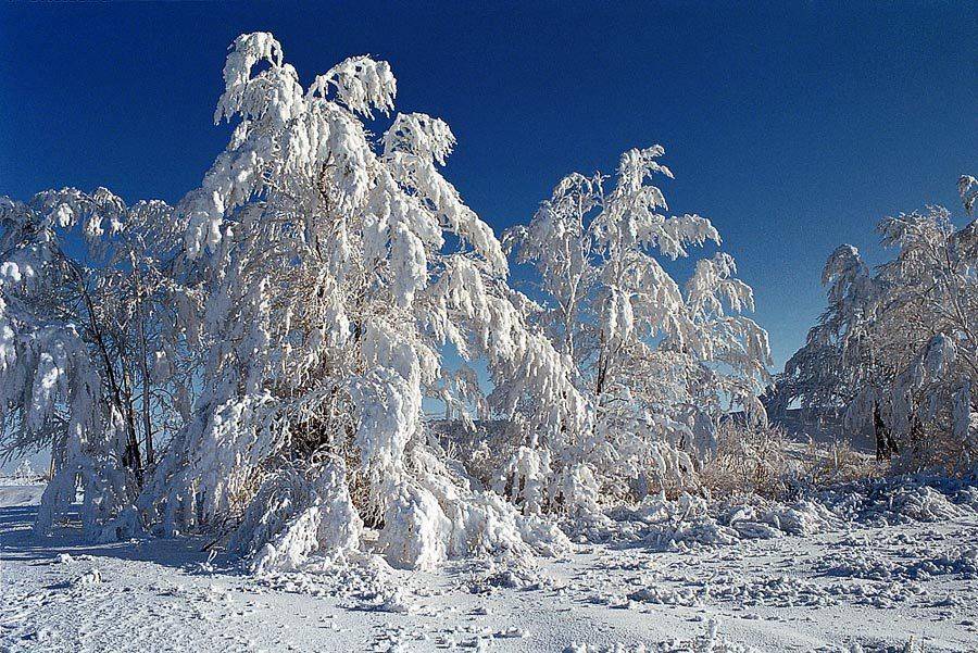 иней,зима,белый, Качурин Алексей