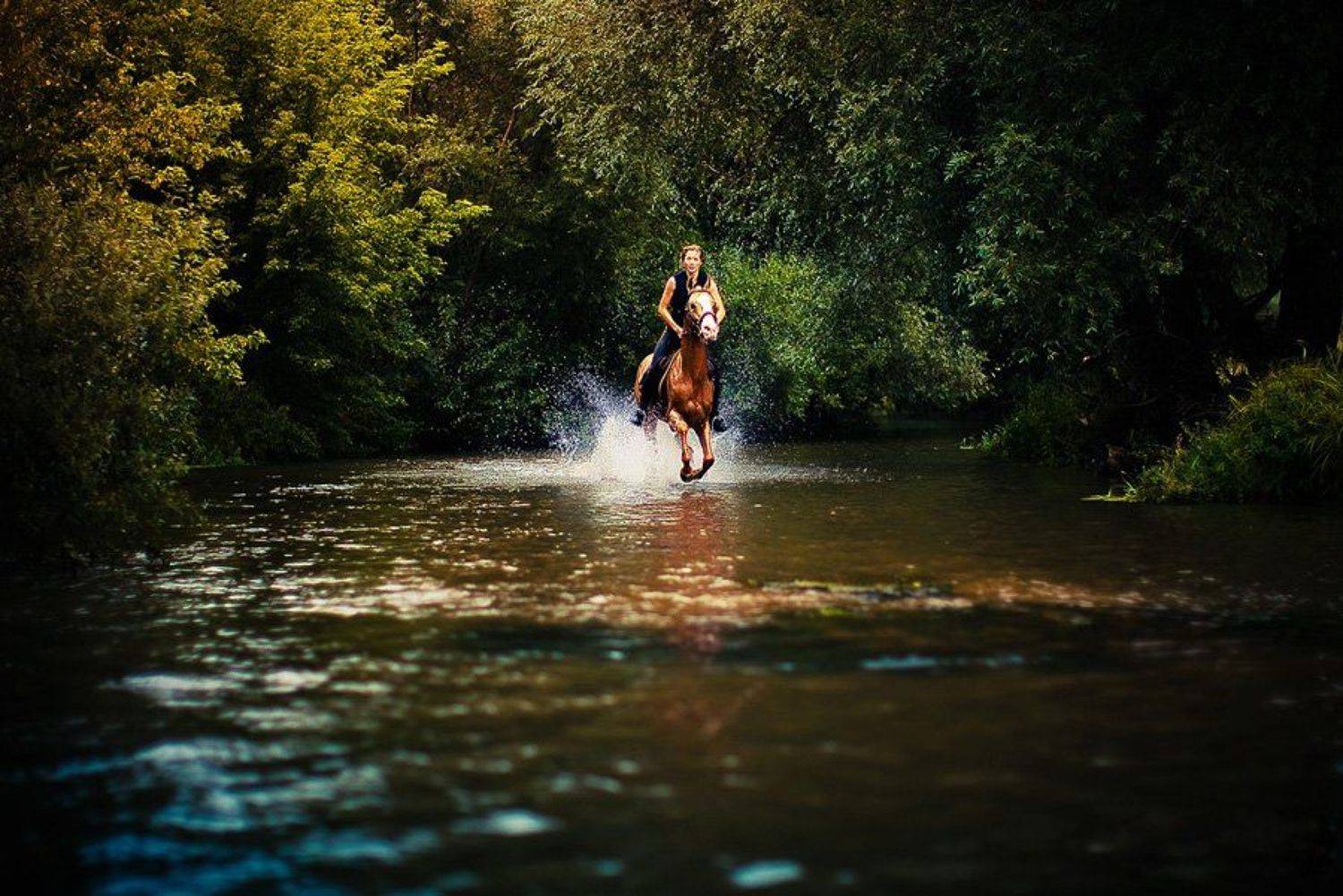 , Дмитрий Тимченко