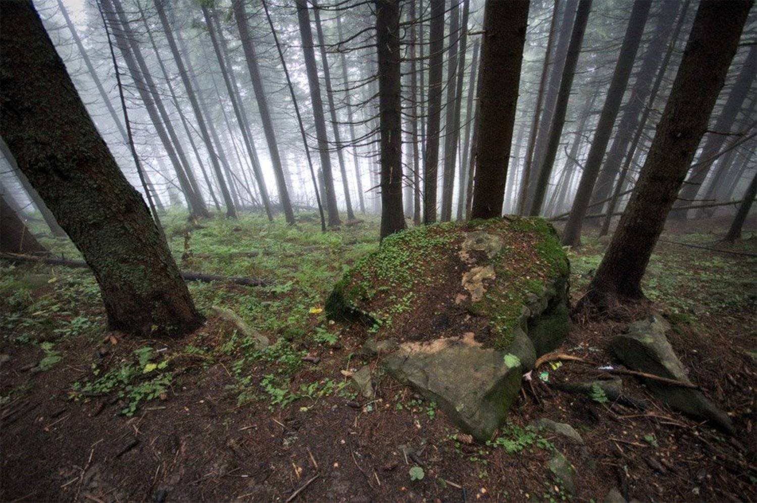 карпаты, лес, туман, осень, природа, пейзаж, Piligrim