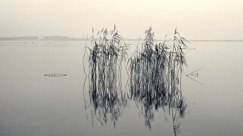 осень, вода, камыш, Сергей Харитон