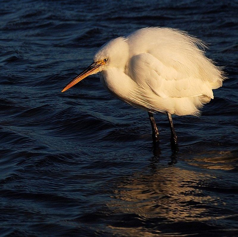 малая_белая_цапля, море_красное, синай ...холодно и зябко на ветру... фото превью
