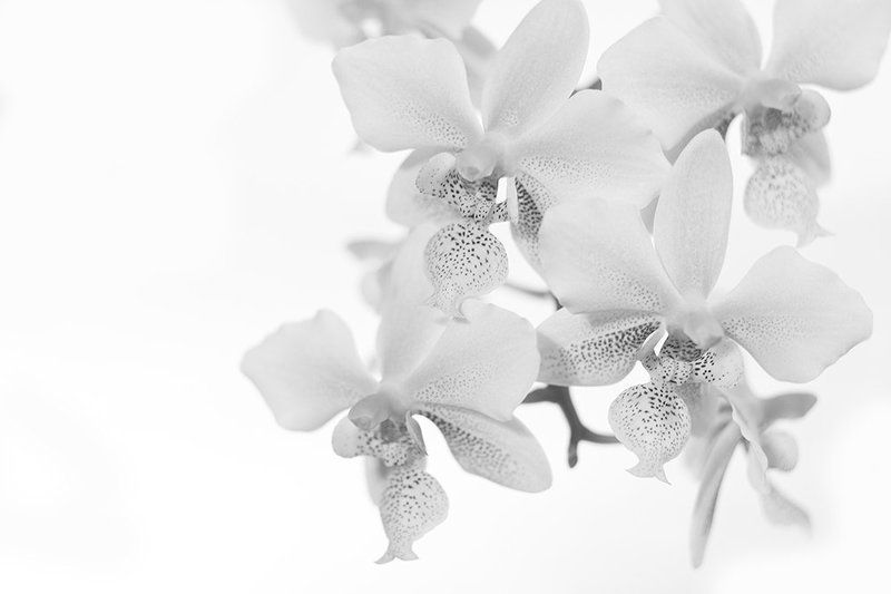 phalaenopsis фото превью