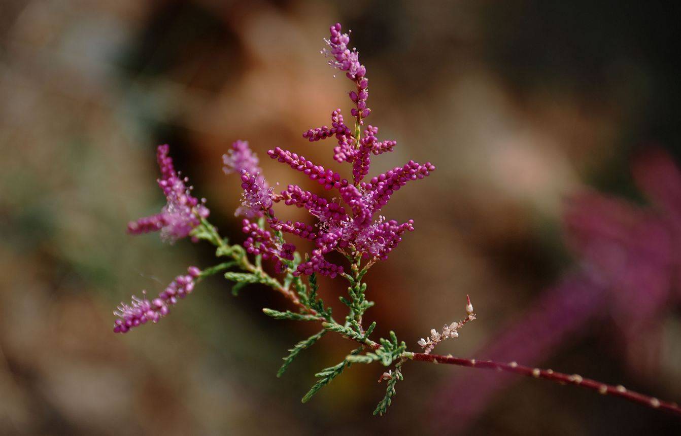 природа, Геннадий Меремьянин
