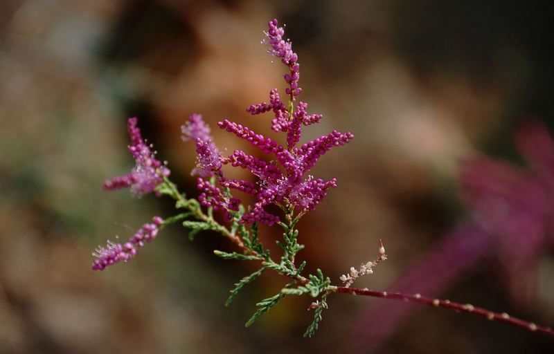 природа Тебе.... фото превью