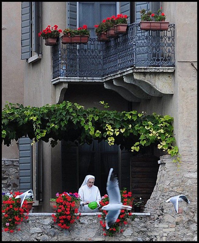 итальянка та что кормит чаек фото превью