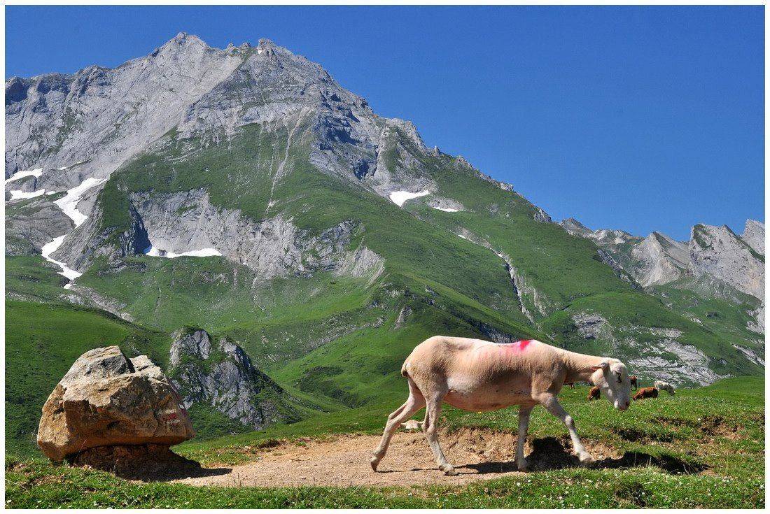 pyr?n??s, orientales., Johny Hemelsoen