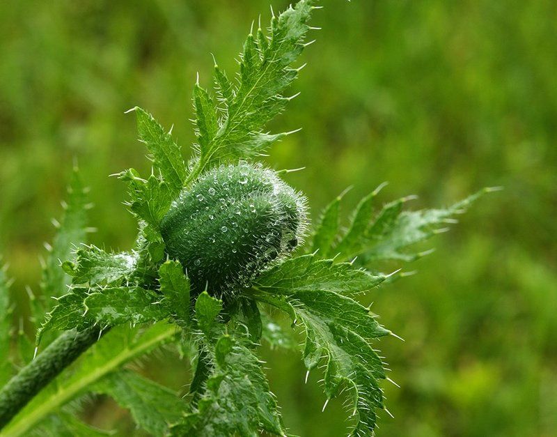 природа, растение, цветы, мак, лето, История одного цветка... фото превью