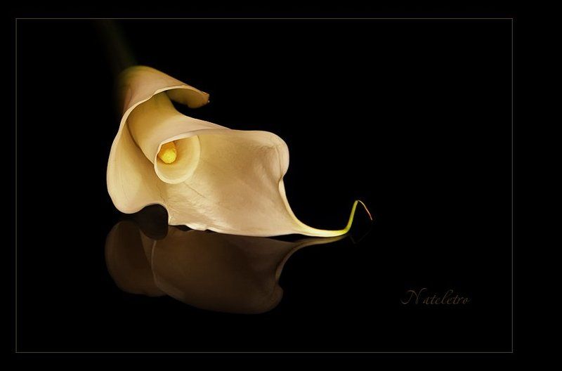 Три цвета... Белый фото превью