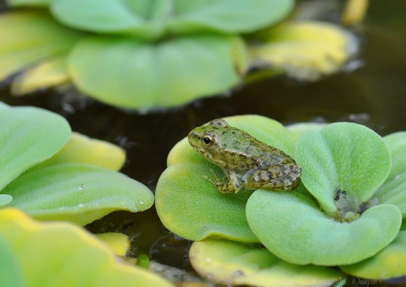 Молодо зелено фото превью