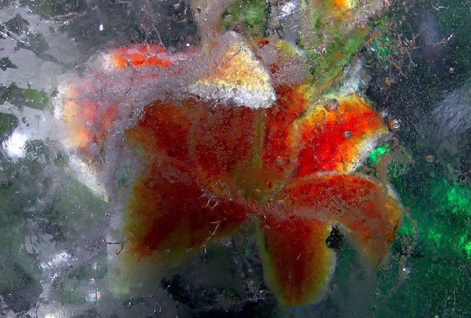 цветы, зима, лед, Воронцова Наталья