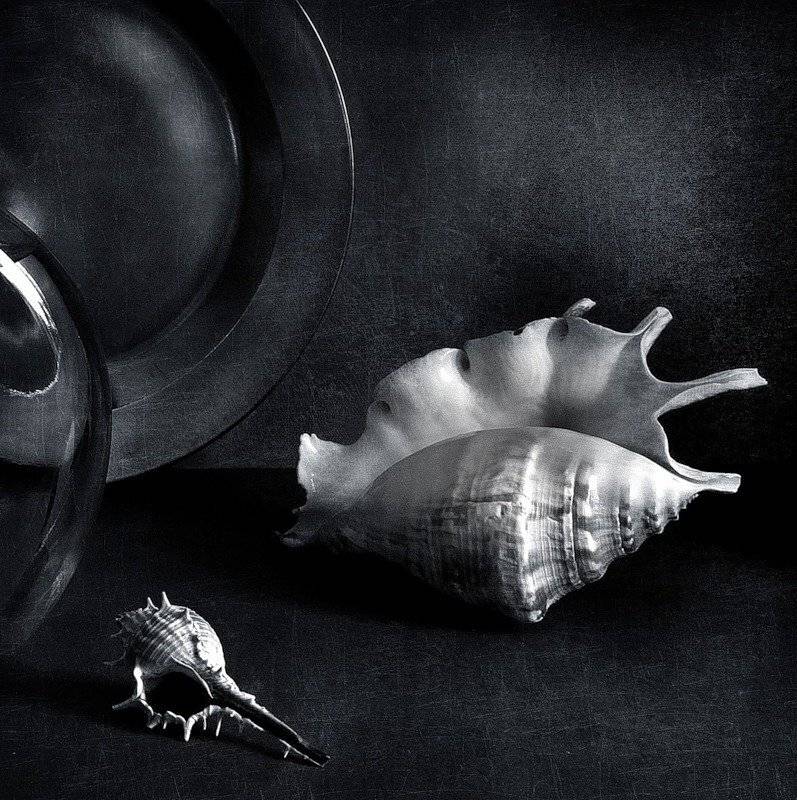 ракушки, Таня Ви