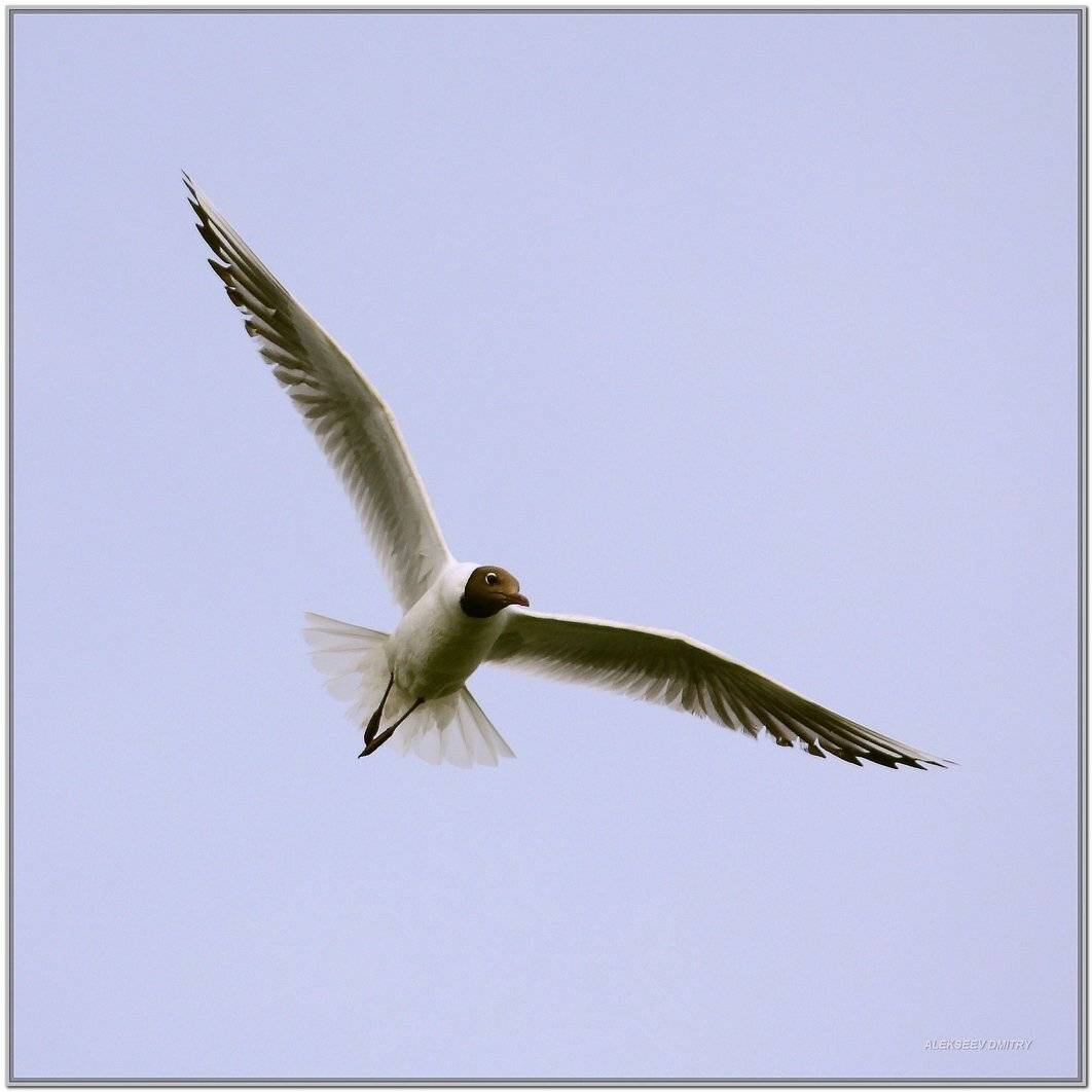 природа,, Дмитрий Алексеев