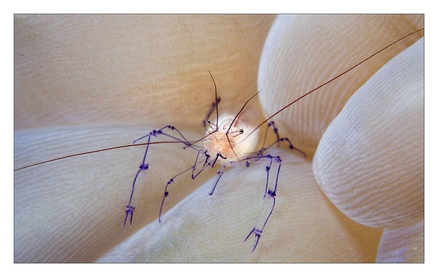 пунктиром, эскиз, креветка, макро, индонезия, Нарчук Андрей