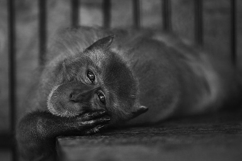 Утро в обезьяннике фото превью