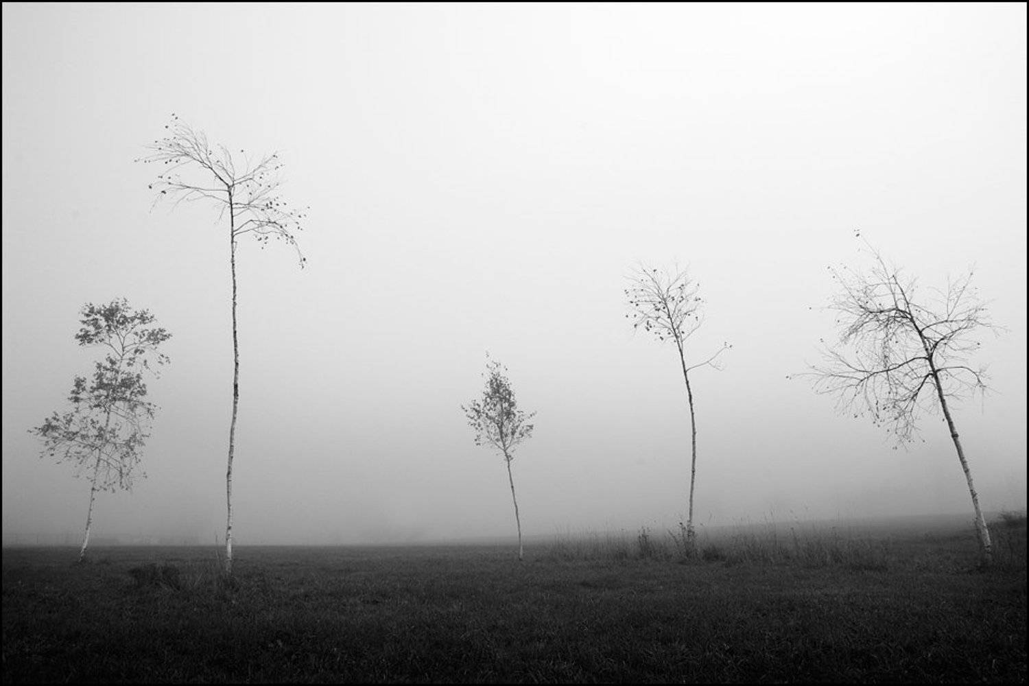 туман, воздух, вода, поле, дельфины, флора, фауна, человек, Александр Гришаев