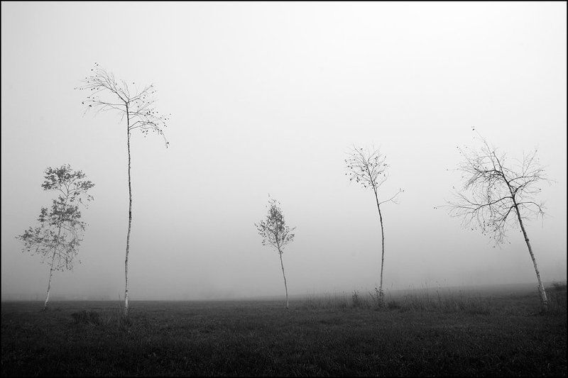 туман, воздух, вода, поле, дельфины, флора, фауна, человек Флора фото превью