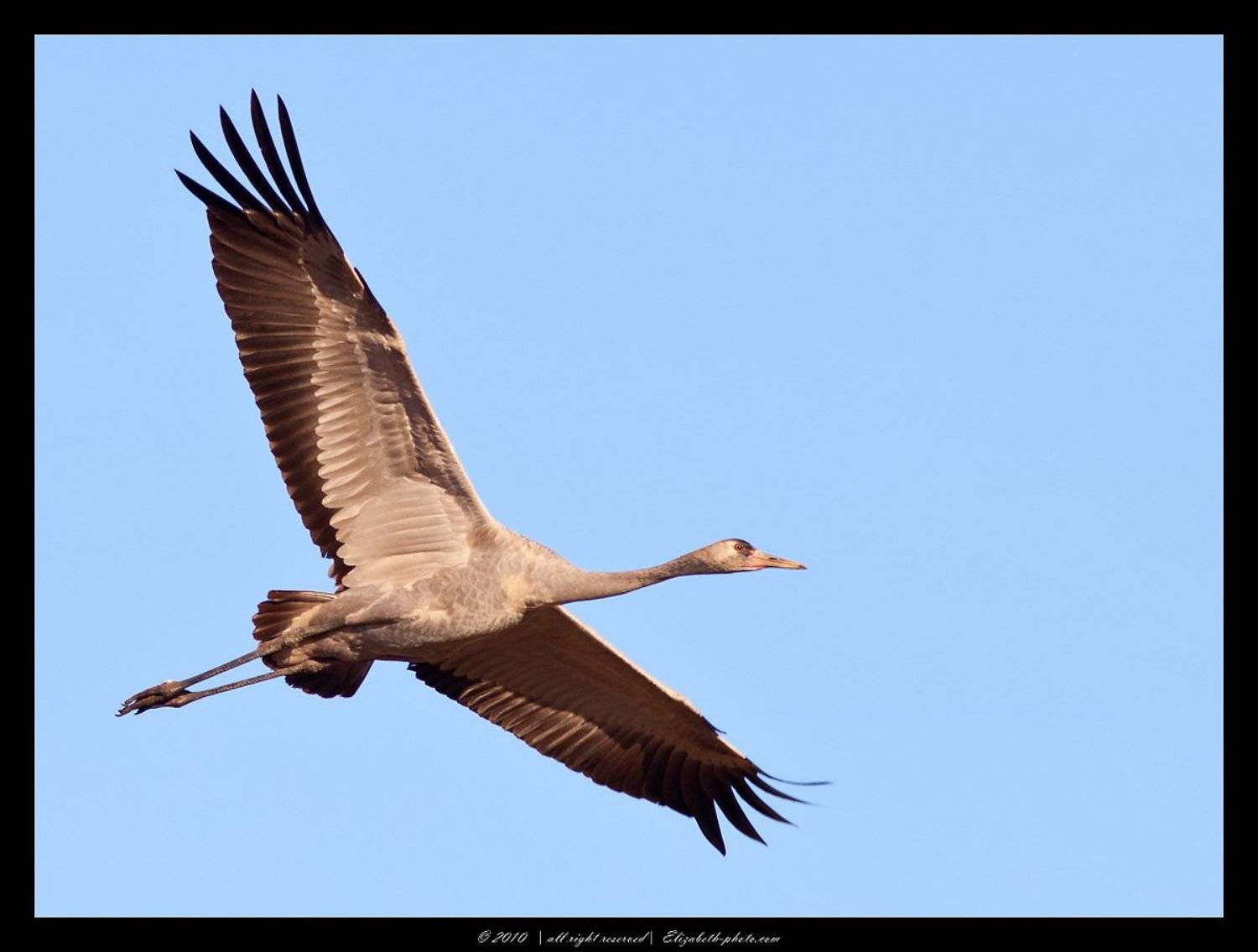 серый, журавль, grus, grus, ахула, израиль, перелетные, птицы, Elizabeth Etkind