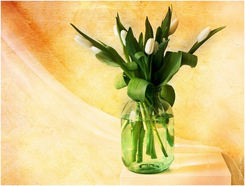 банка, букет, белые, тюльпаны Simple фото превью