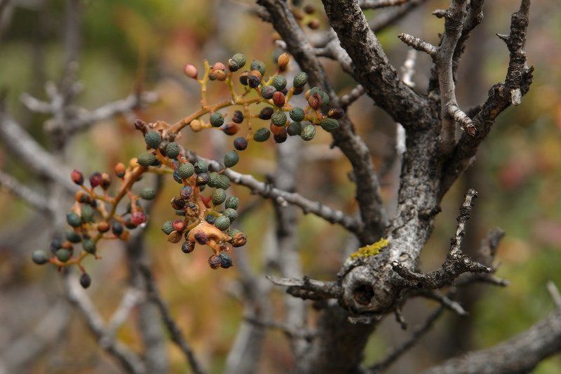 козлов артур, дикая фисташка Дикая фисташка фото превью