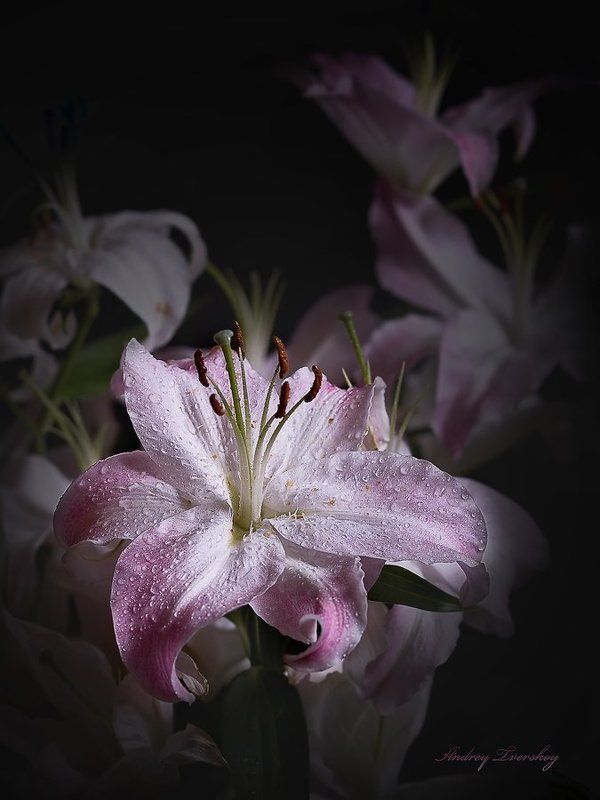 цветы Лилия. фото превью