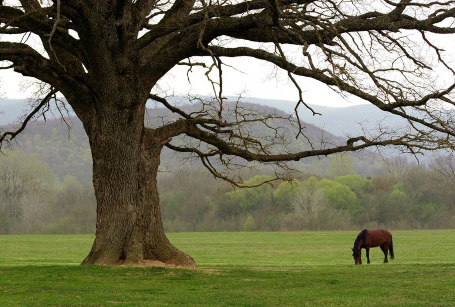 , А.П.Кактус