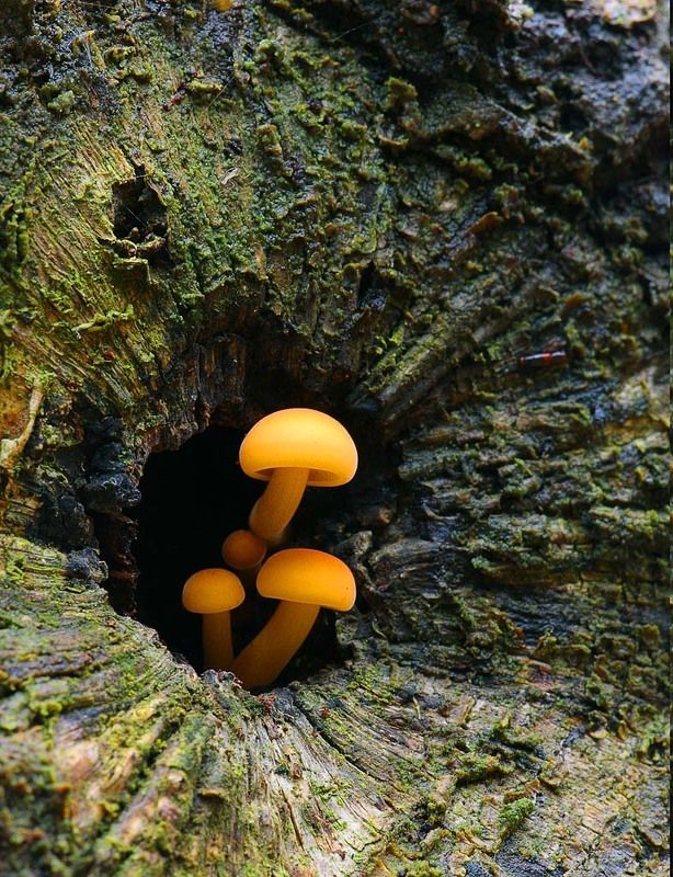 опята, зимние Eruption фото превью