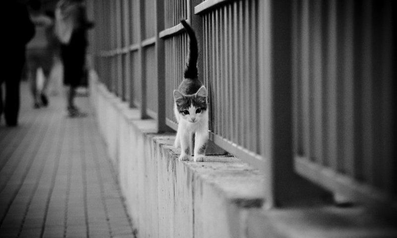 кто где, а я сам-по-себе фото превью