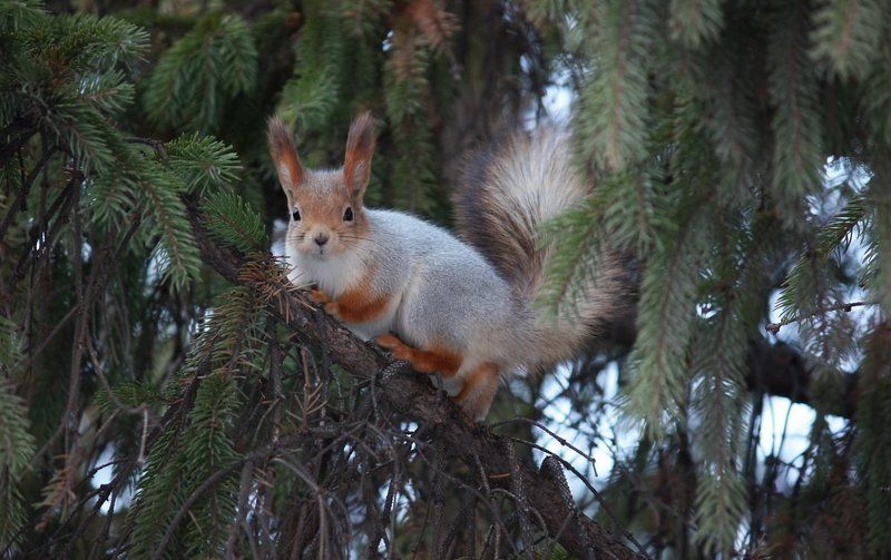 белка,природа Белочка фото превью