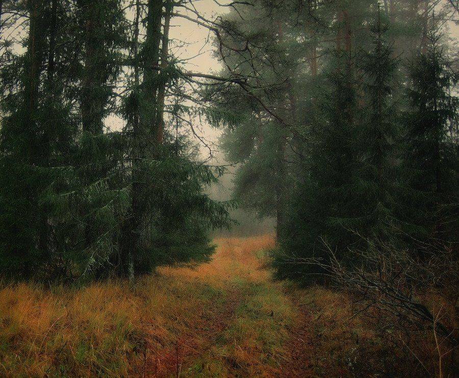 , Владимир Липецких