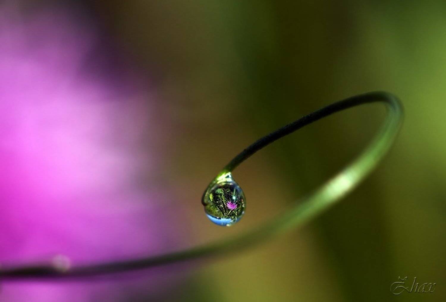 макро, капли, Малыш