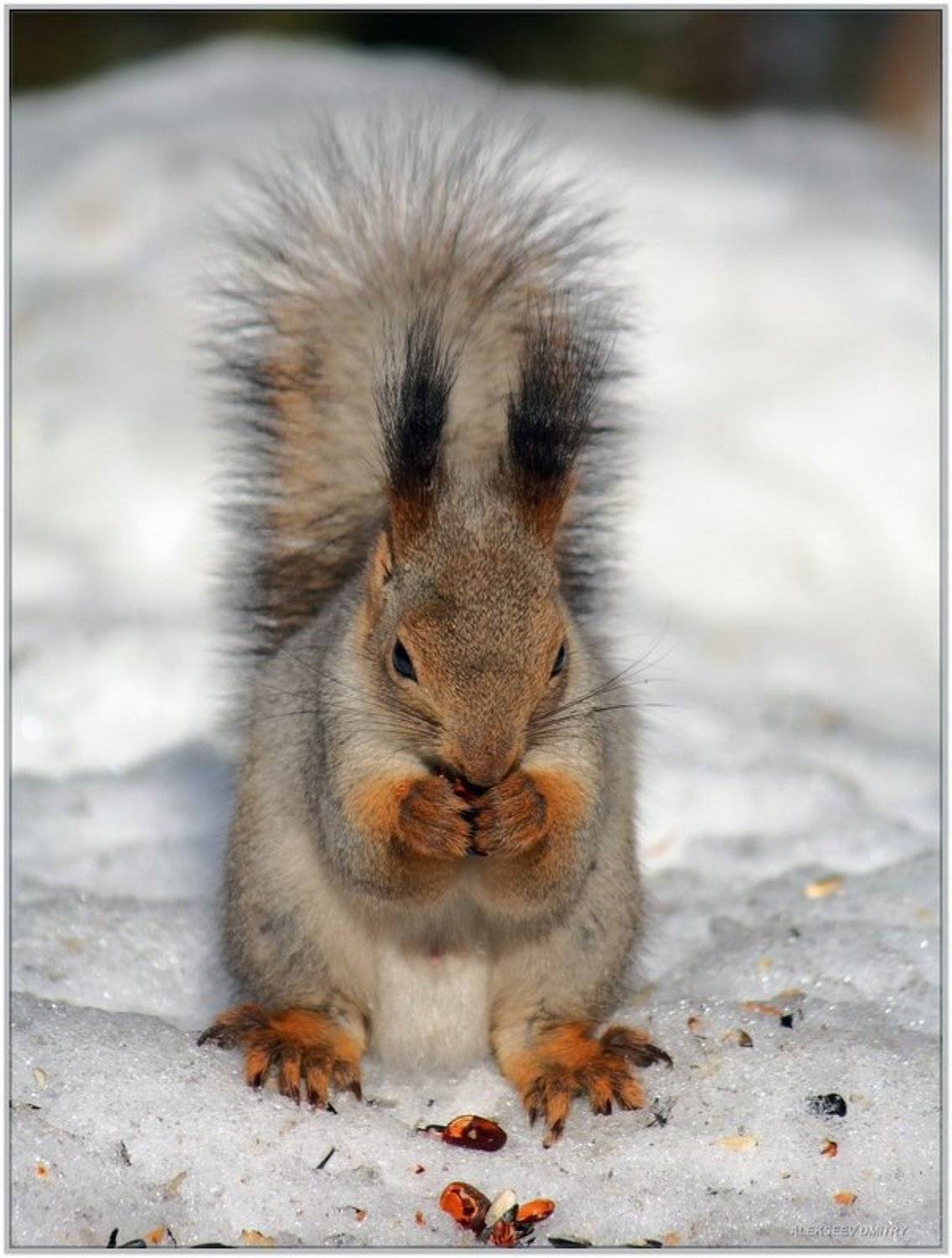 белка,природа, Дмитрий Алексеев