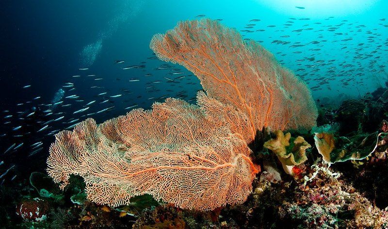 коралл, underwater Краски моря фото превью
